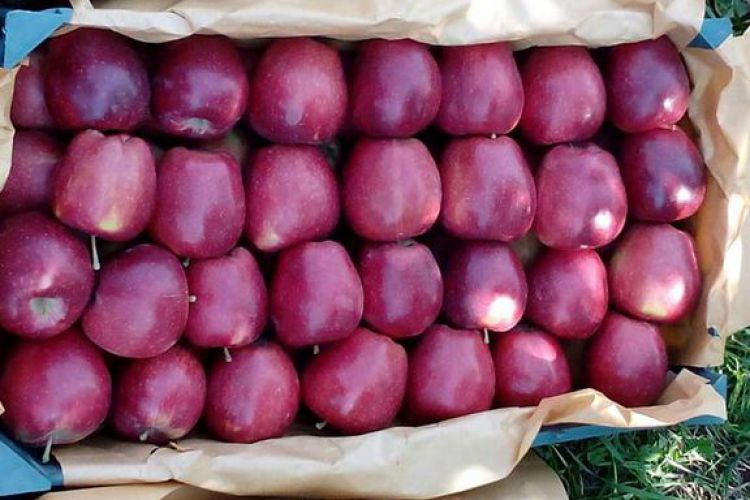 ممنوعیت صادرات سیب لغو شود/ فعال سازی 54 واحد راکد در آذربایجان‌غربی