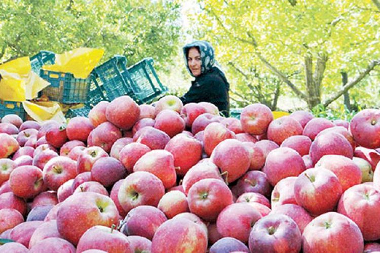  صادرات سیب آزاد می‌شود + جزئیات