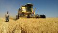 2.5 برابر شدن تولید گندم با حمایت‌های دولت سیزدهم