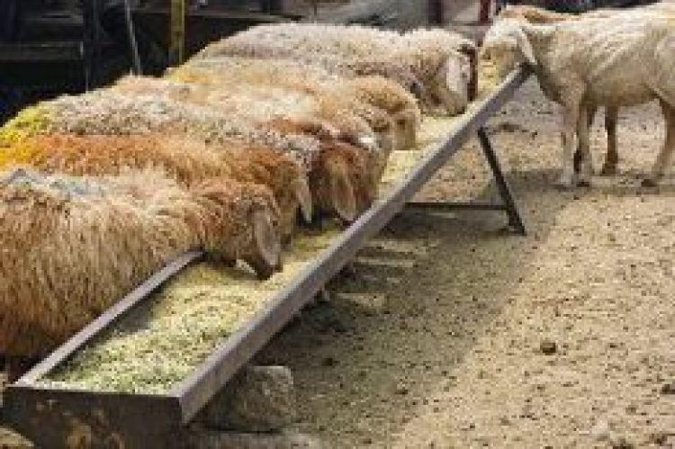 آخرین خبر درباره قیمت گوسفند عید قربان