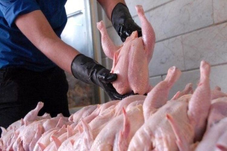 بازگشت ثبات و تعادل به بازار مرغ تا هفته آینده
